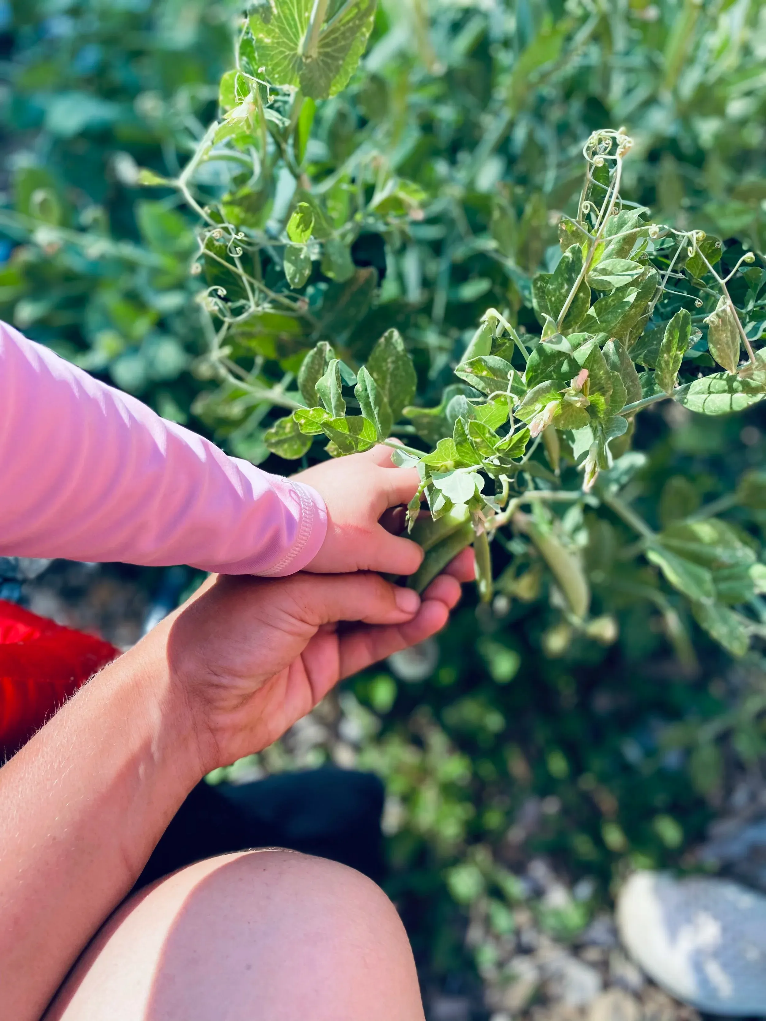 A child's hands reaching into a green garden plant