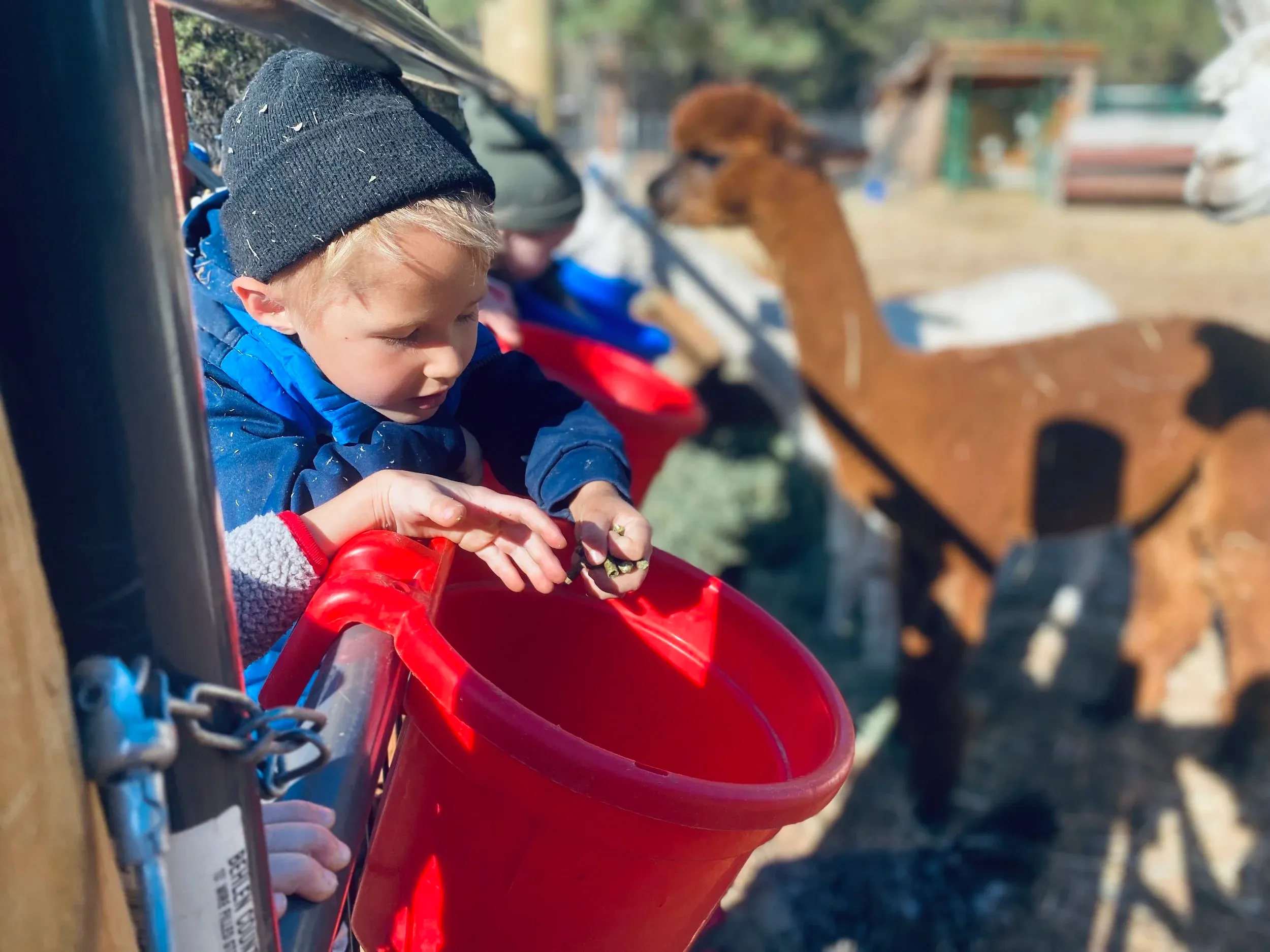 A child carrying a red bucket of water past an alpaca