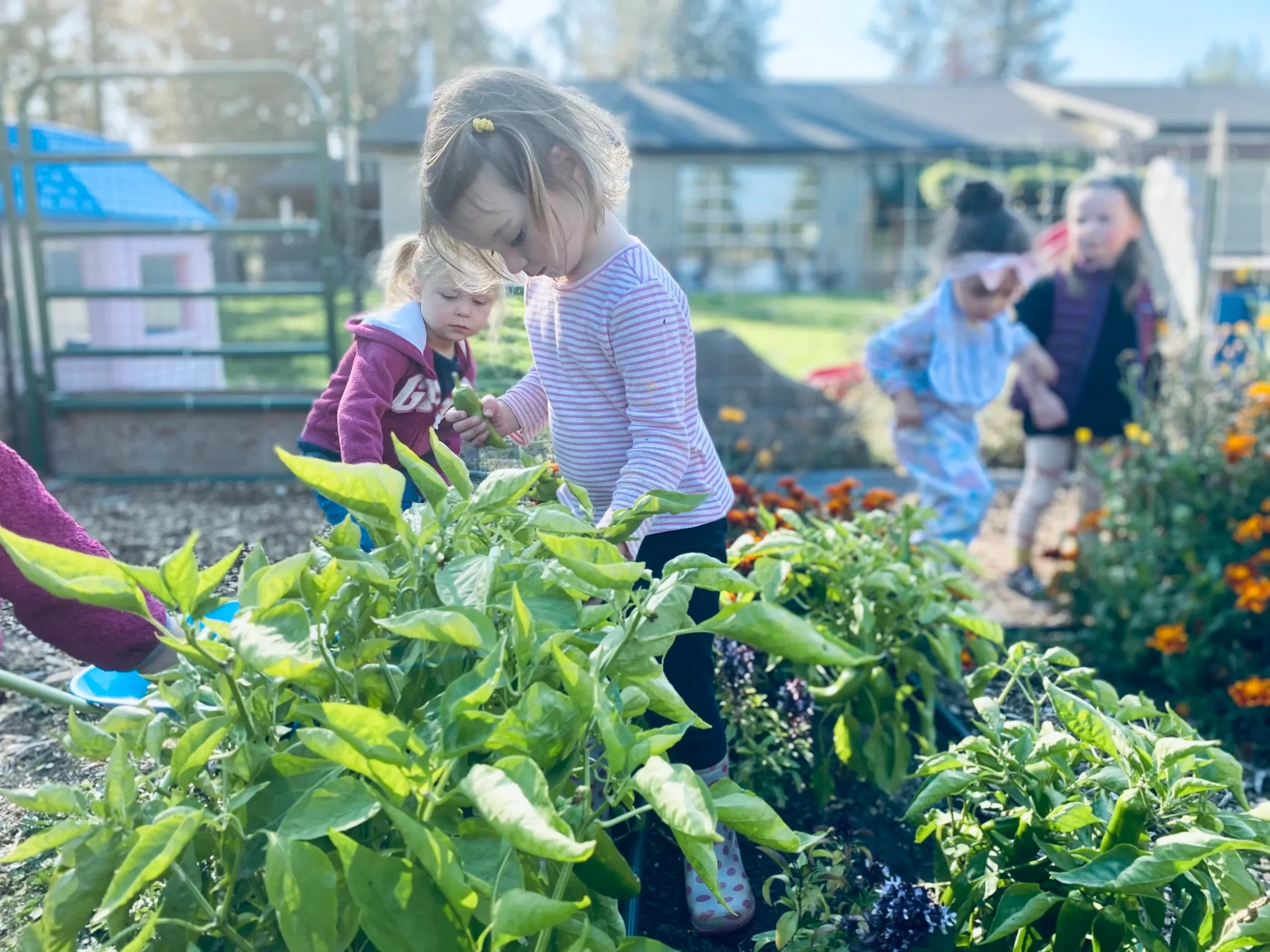 Children picking peppers in the garden