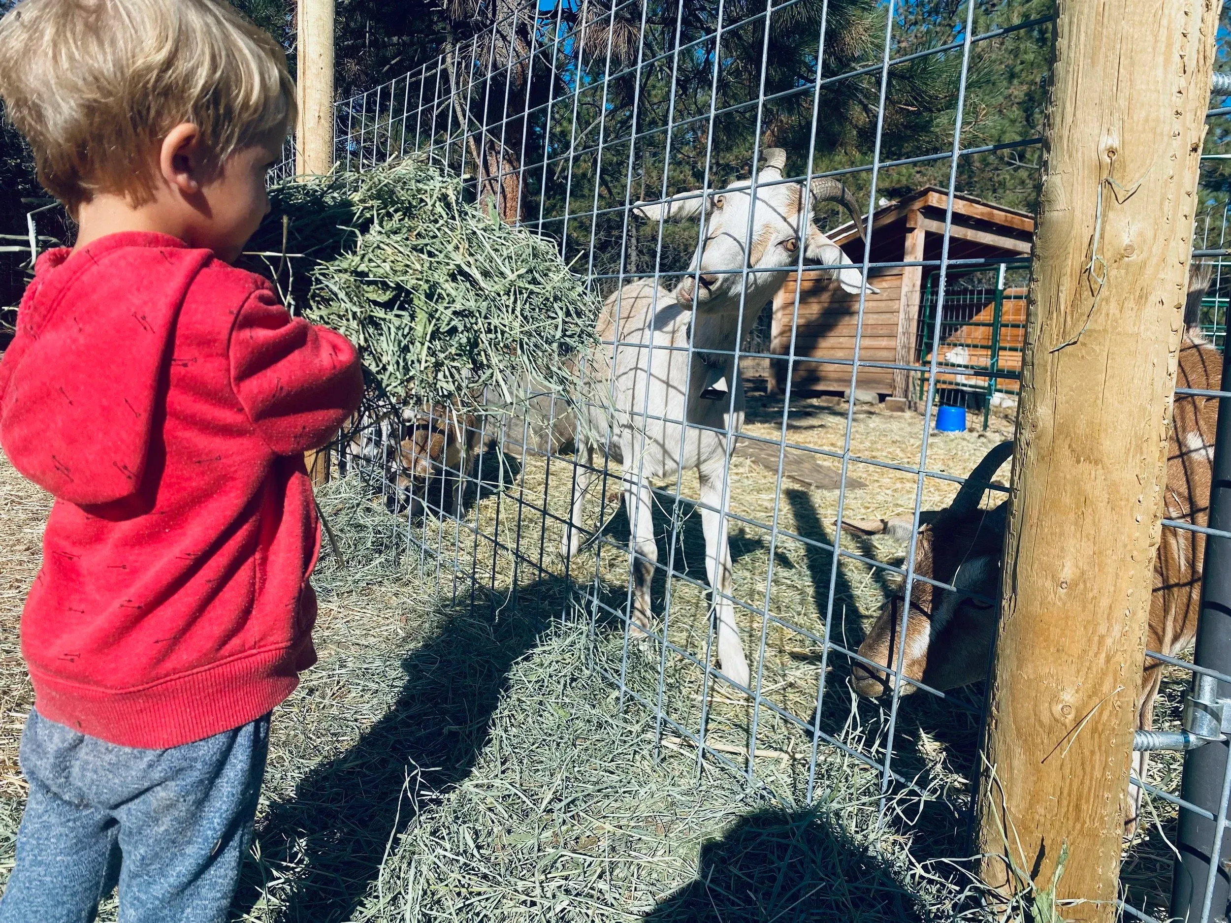 A child in a red hoodie feeding hay to the goats through the fence