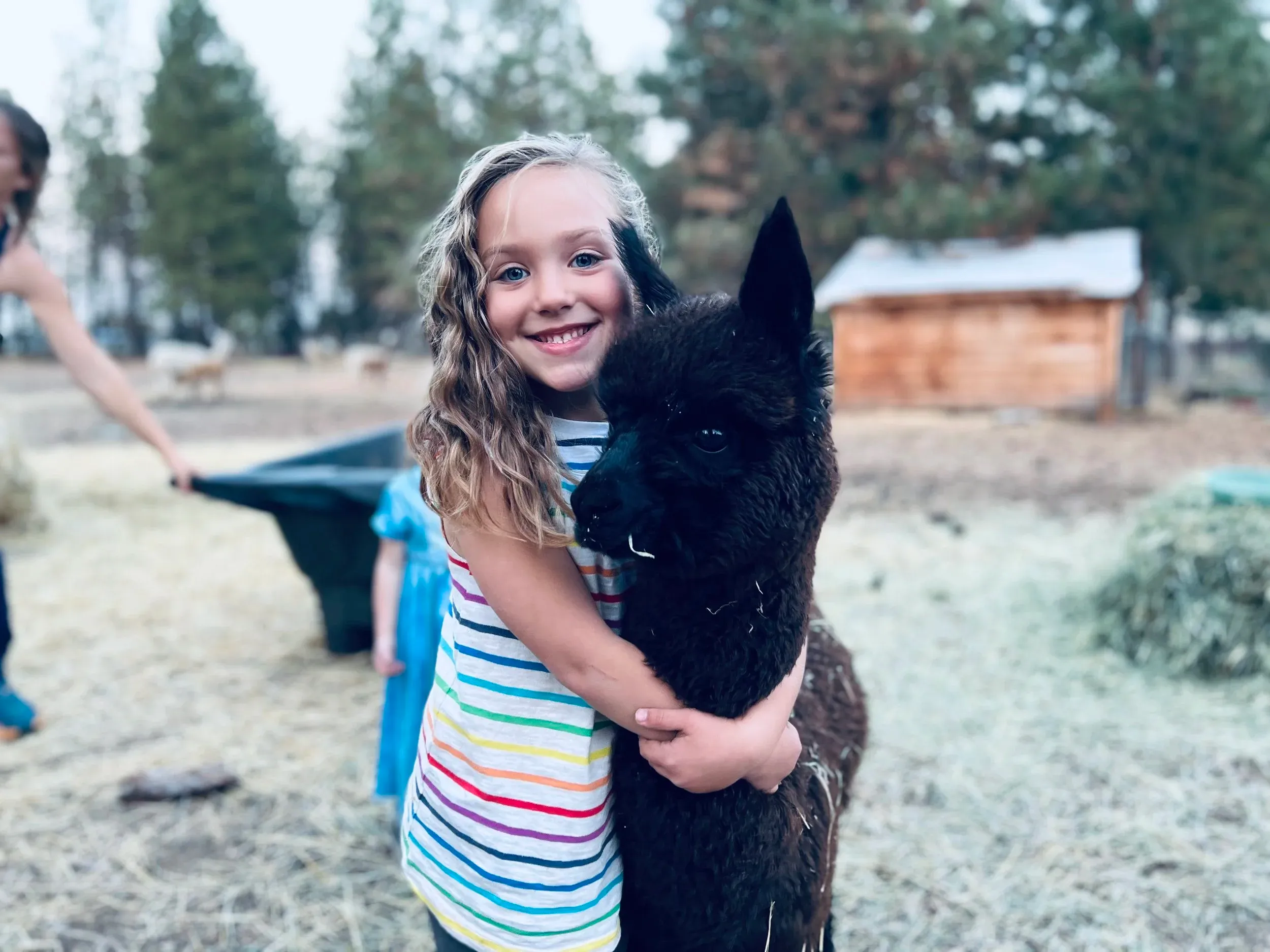 A girl hugging a black alpaca